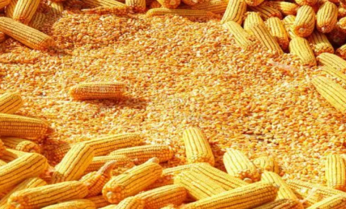 最近玉米期貨會(huì)大漲嗎？做一手玉米